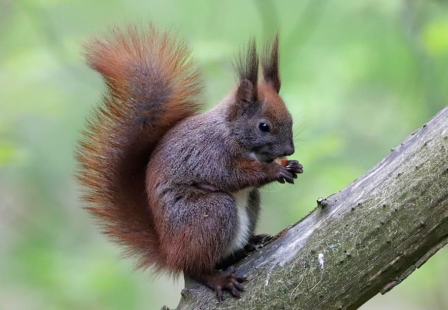 the squirrel, sitting, branch, rodent, mammal, tree, nature HD wallpaper