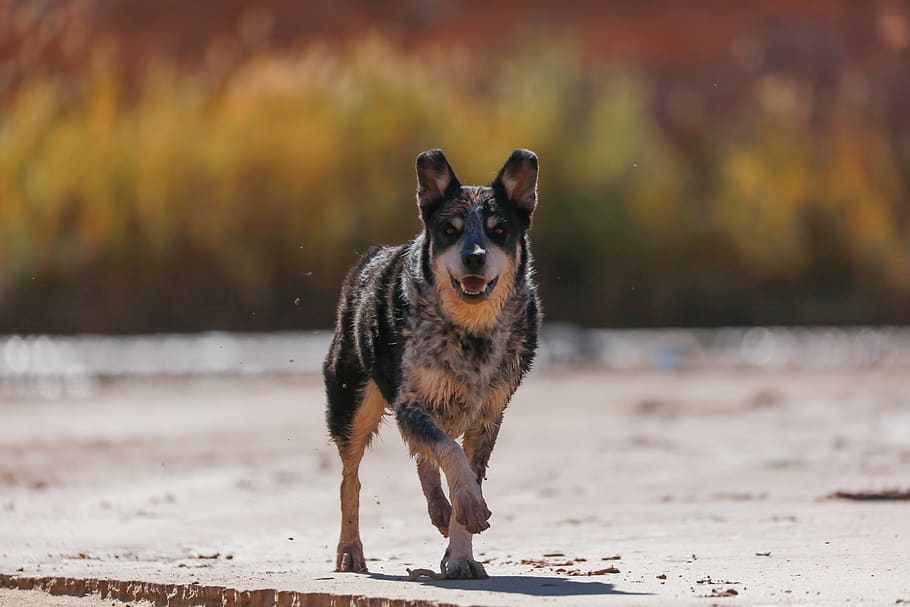 dog, pet, pets, k9, patrick hendry, one animal, animal themes, HD wallpaper