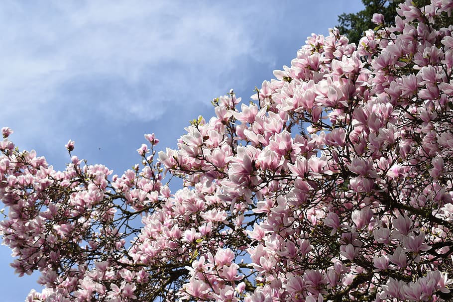 sky, flowers, tree, blossom, flowering plant, pink color, growth HD wallpaper