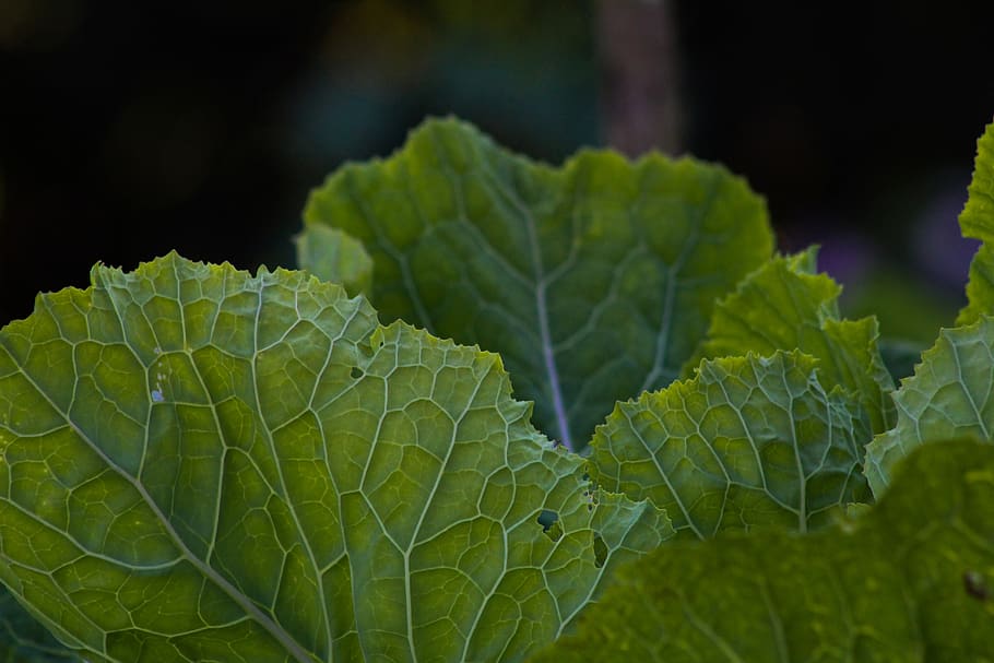col, vegetable, healthy, green, leaves, vegetables, food, agriculture HD wallpaper