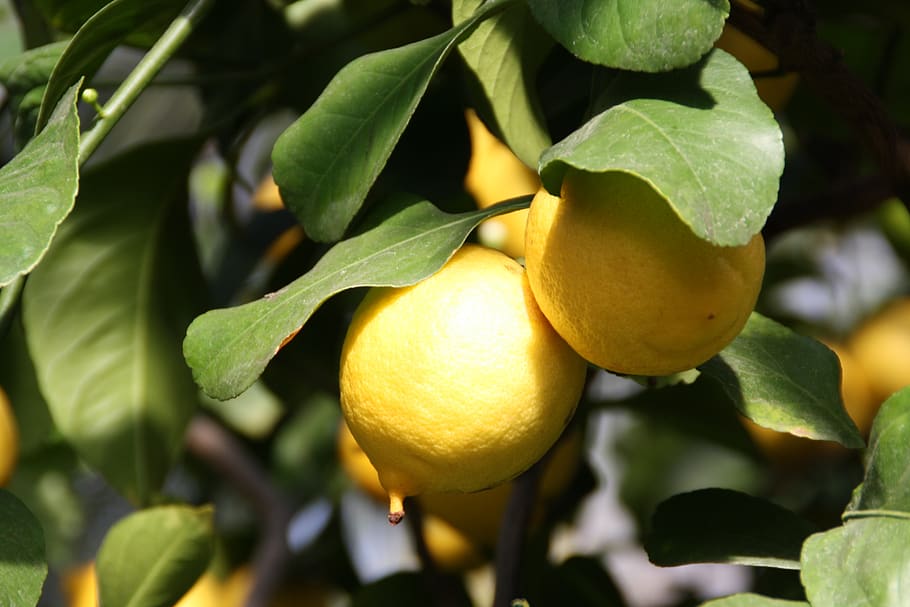 lemon, tree, plant, fruit, citrus fruits, lemon tree, yellow HD wallpaper