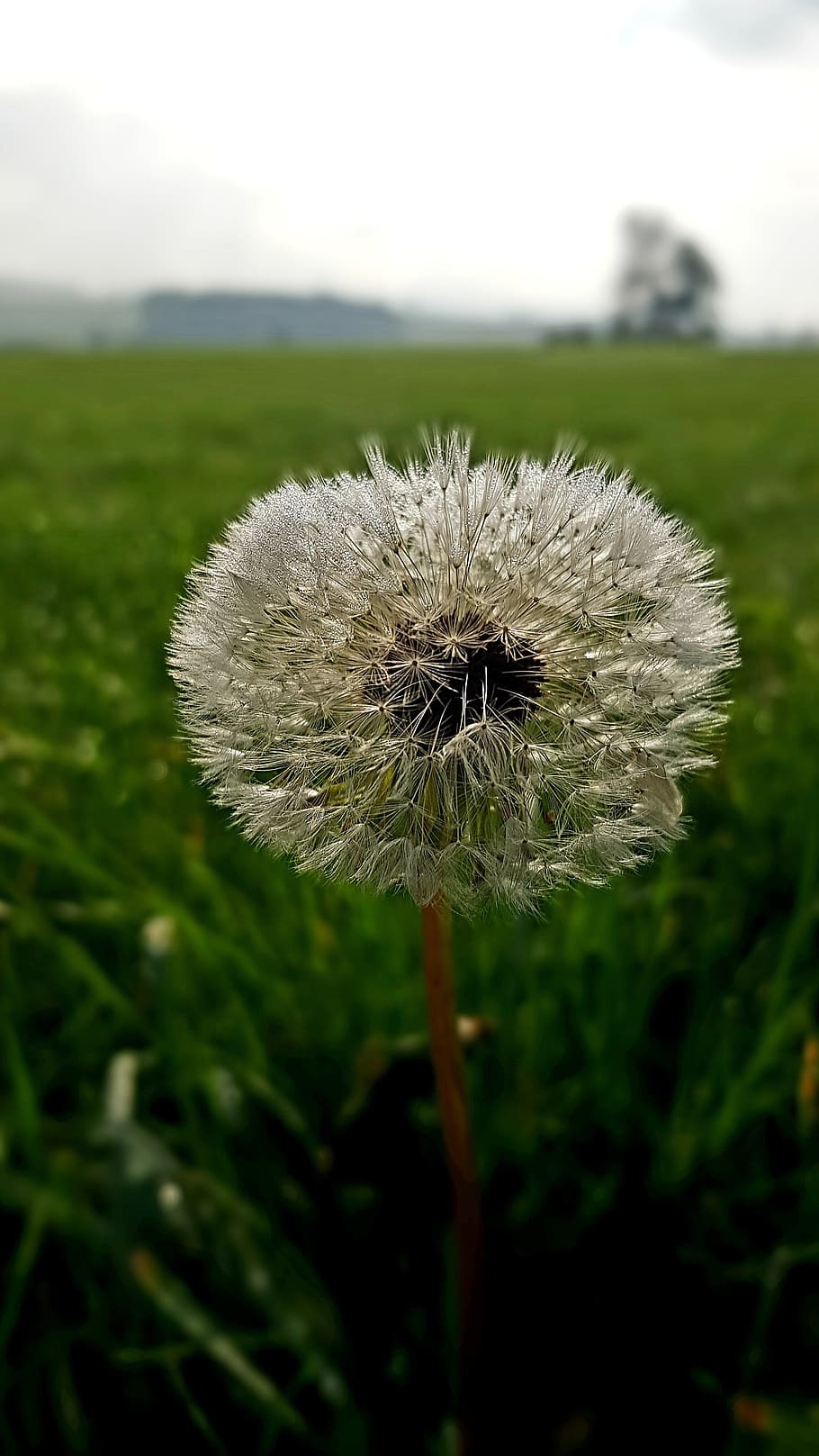 dandelion, meadow, dew, landscape, green, plant, flower, fragility HD wallpaper