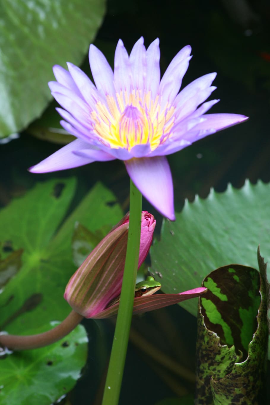 frog, flower, flowering plant, vulnerability, fragility, growth HD wallpaper