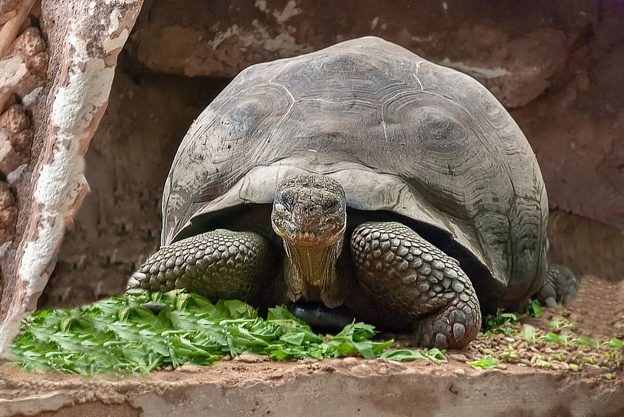 turtle, reptile, carapace, creature, animals, turtles, amphibians HD wallpaper
