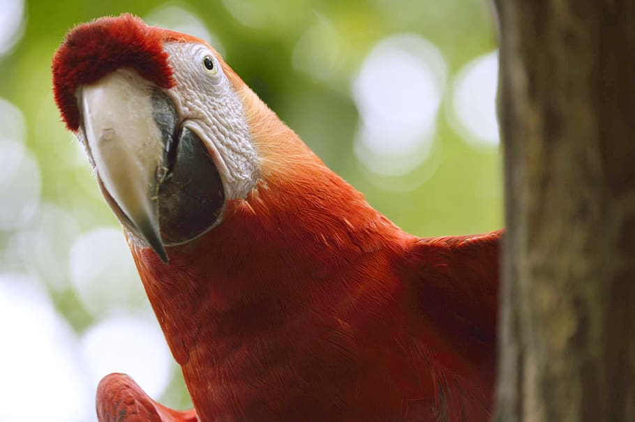 macaw, parrot, ave, nature, plumage, bird, animal, jungle, zoo HD wallpaper