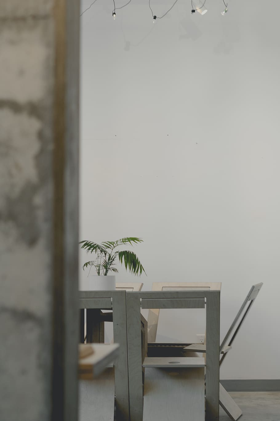 green-leafed plant, no people, indoors, wall - building feature HD wallpaper