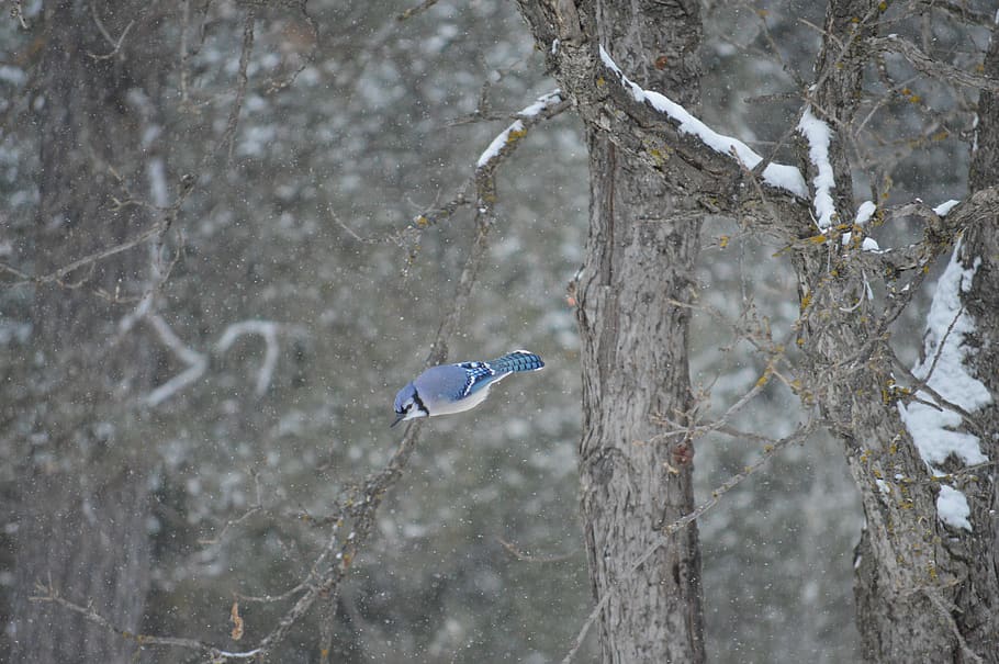 Flying winter