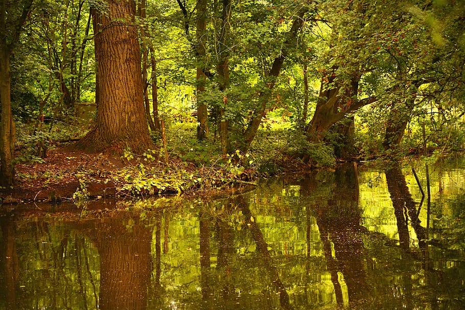 water, pond, trees, reflection, park, landscape, outdoors, forest HD wallpaper