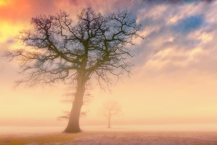 sunset, dawn, nature, sky, dusk, landscape, tree, winter, fog HD wallpaper
