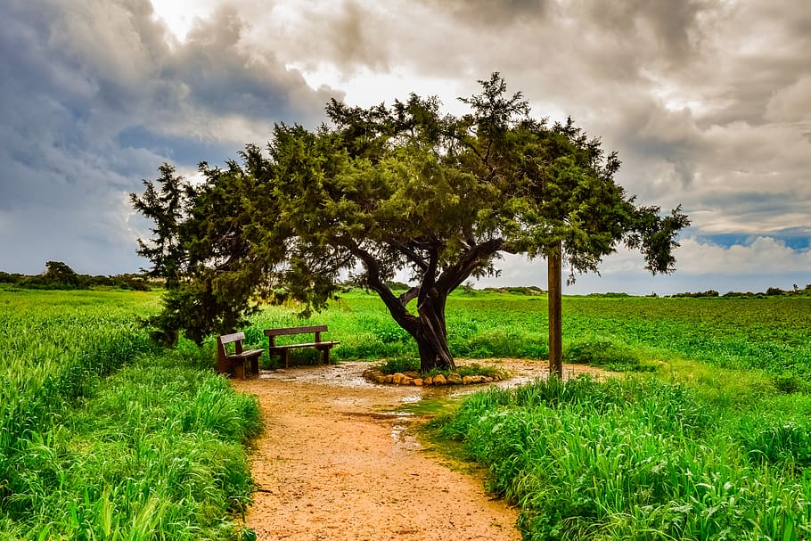 tree, landscape, nature, panoramic, sky, clouds, winter, scenery HD wallpaper