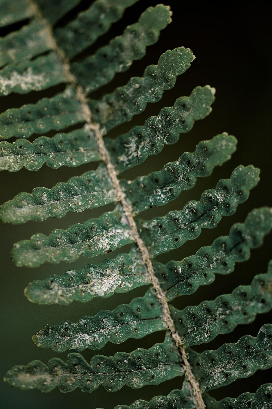 plant, fern, leaf, macro, botany, sand, dark, moody, green HD wallpaper