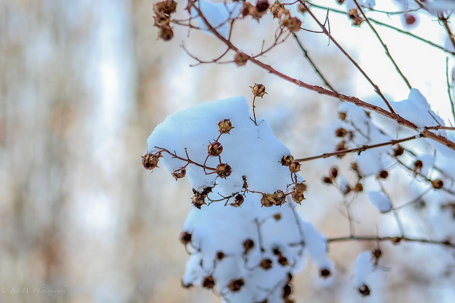 tree, snow, light, plant, branch, beauty in nature, no people HD wallpaper
