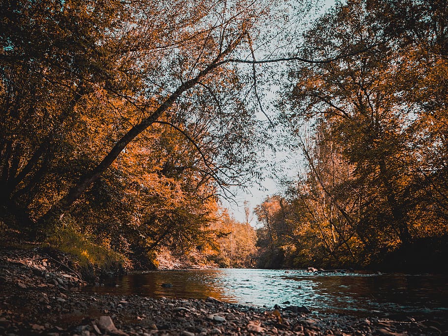 nature, trees, rocks, pebbles, water, lake, river, sky, plant HD wallpaper