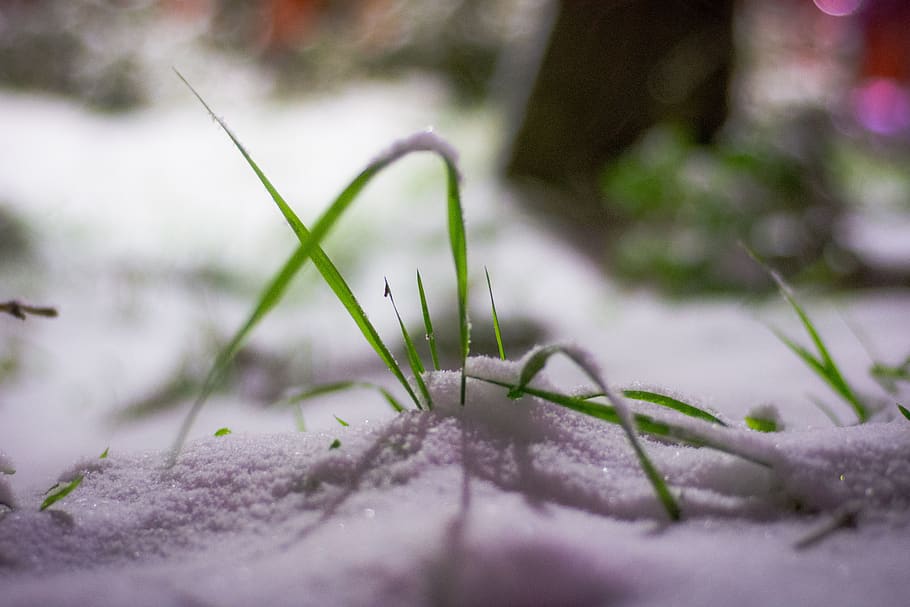 iran, quchan, winter, plant, selective focus, growth, nature HD wallpaper