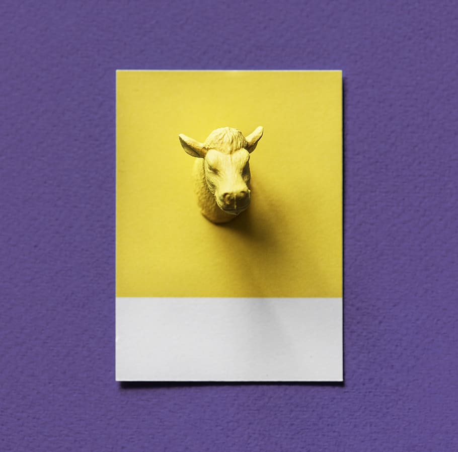 Yellow Bull Head Bust Painting, animal, background, concept, cow HD wallpaper