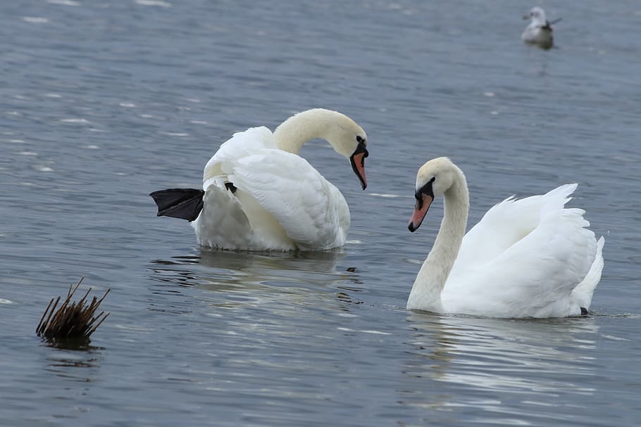 swan, mute, white, duo, lake, beautiful, bird, animals in the wild HD wallpaper