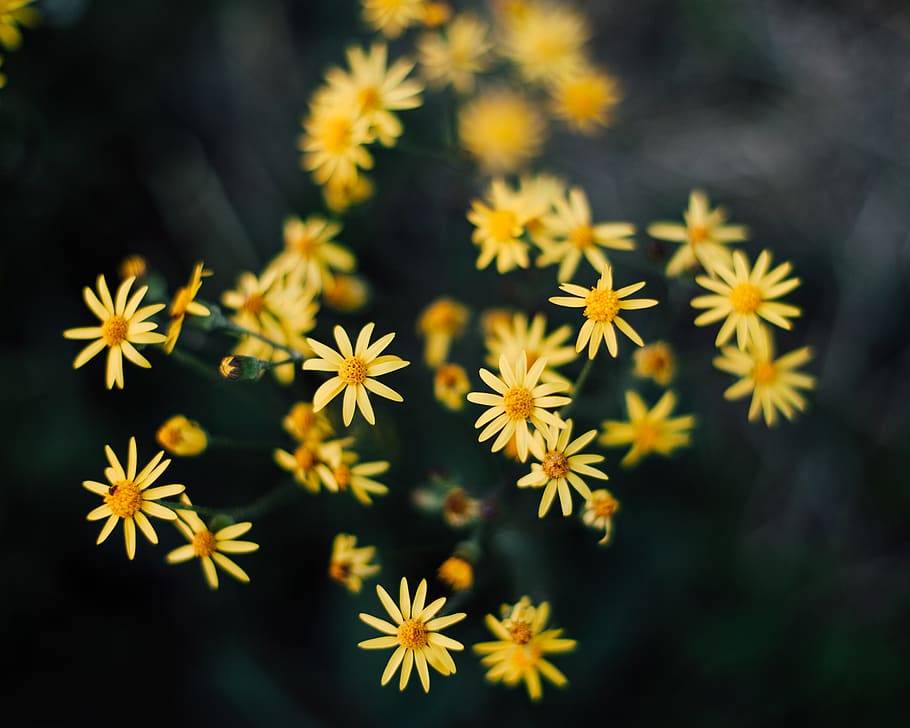 flower, flowering plant, close-up, freshness, vulnerability HD wallpaper
