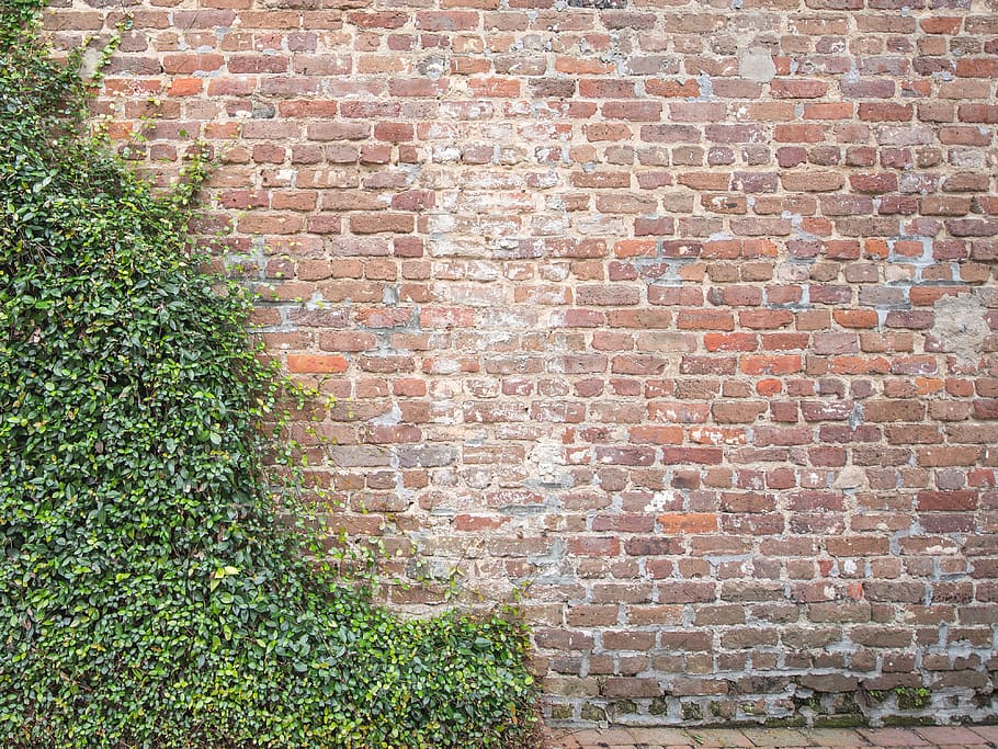 vines, brick, wall, texture, brick wall, built structure, architecture HD wallpaper