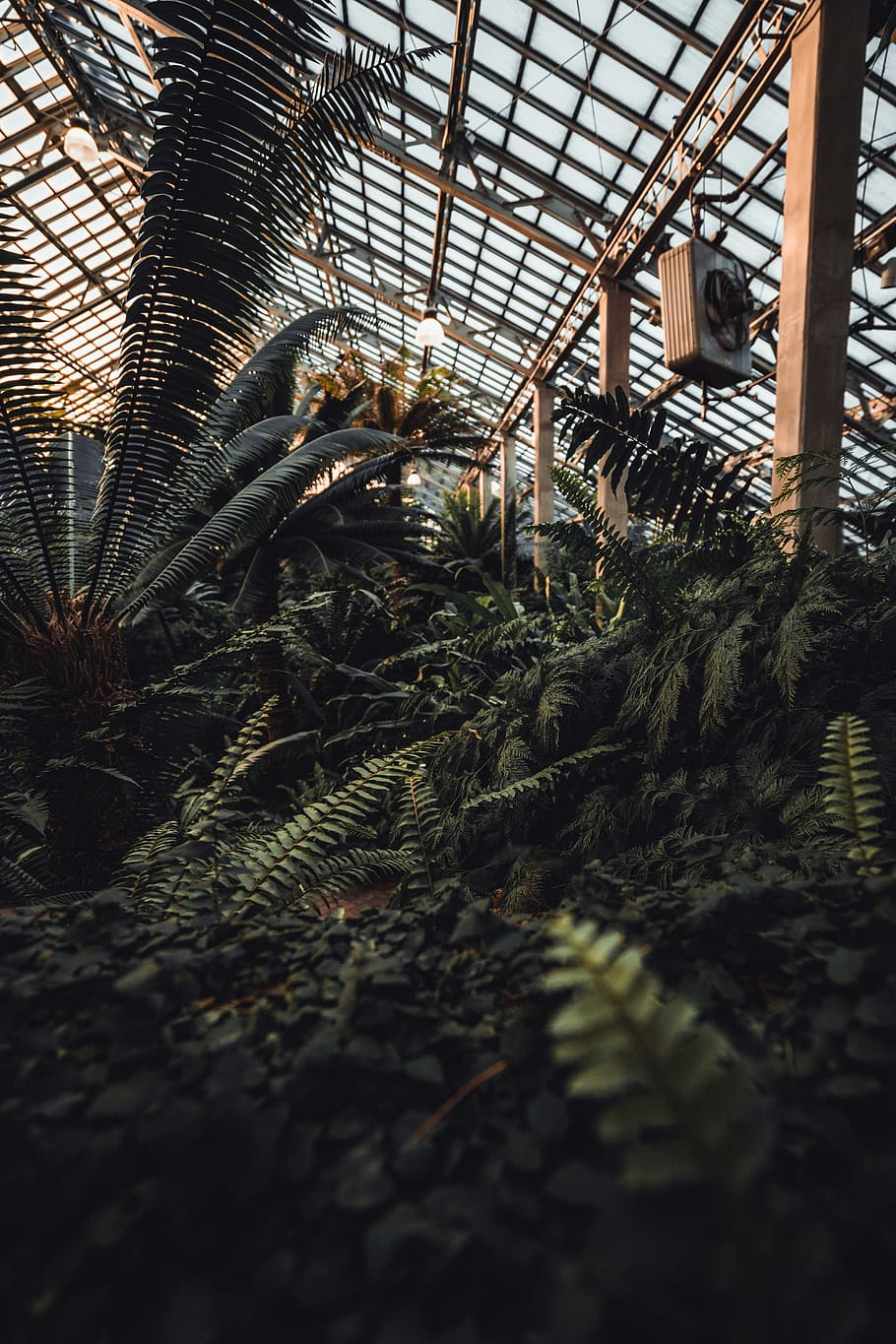 Green Fern Plants in Greenhouse, branch, chicago, color, construction HD wallpaper