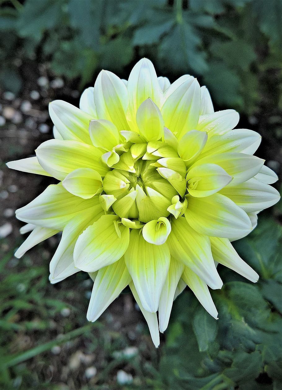 flower, dahlia, single bloom, bud, white, shining, beautiful HD wallpaper