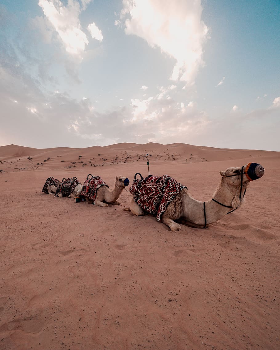 three camels lying on sand, nature, outdoors, soil, dubai desert HD wallpaper