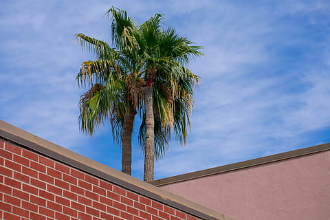 green palm tree under blue sky, plant, arecaceae, brick, building HD wallpaper
