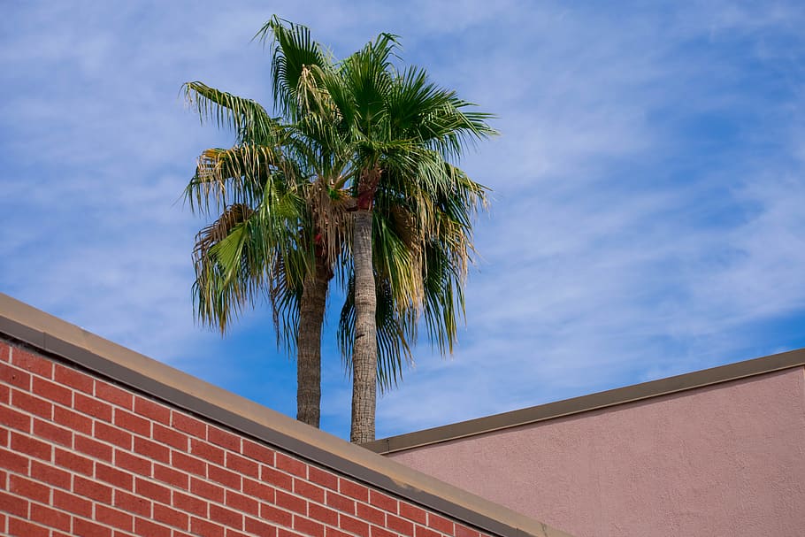 green palm tree under blue sky, plant, arecaceae, brick, building HD wallpaper
