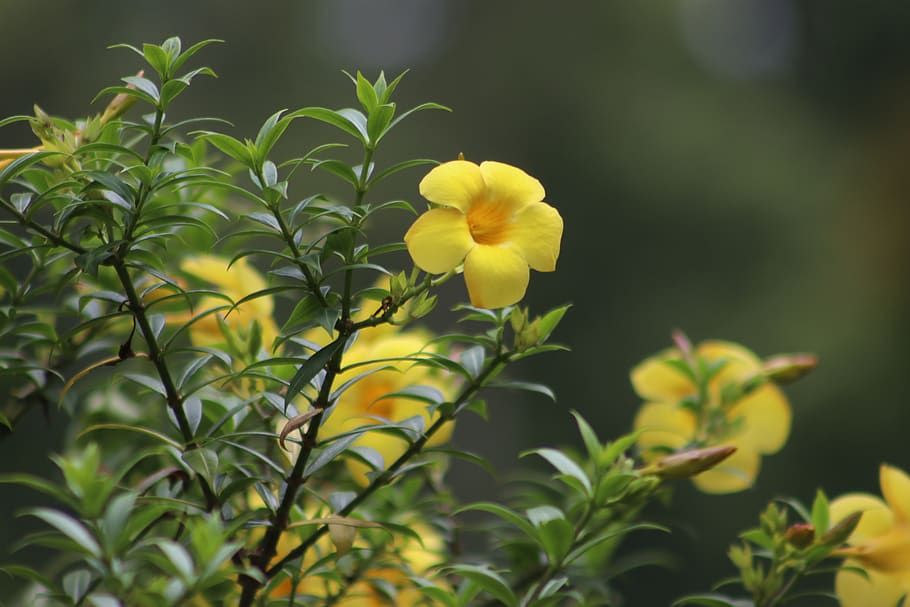 flower, nature, bloom, summer, plant, sunflower, flora, petals HD wallpaper