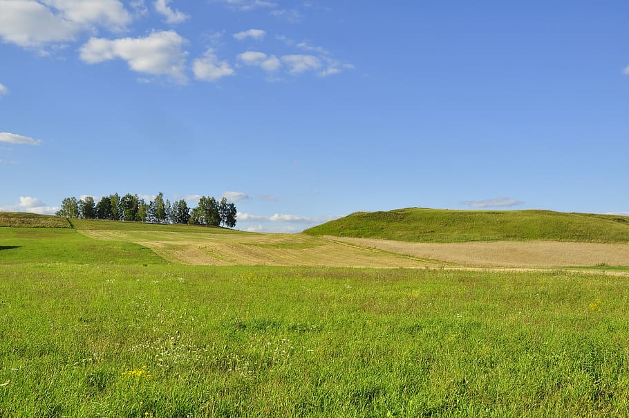 nature, tree, the environment, scenery, meadows, summer, the background HD wallpaper