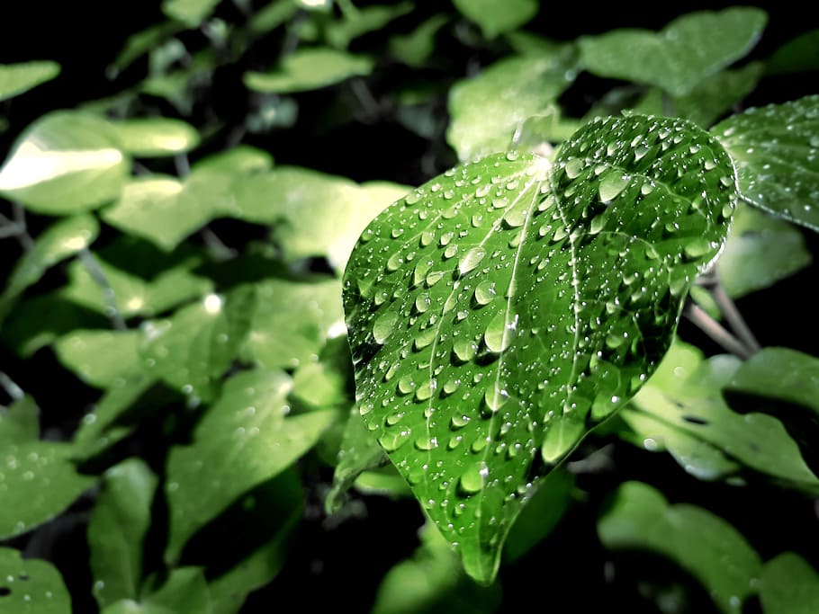 Green Leaf With Water Droplets on Top, close-up, colors, daytime HD wallpaper