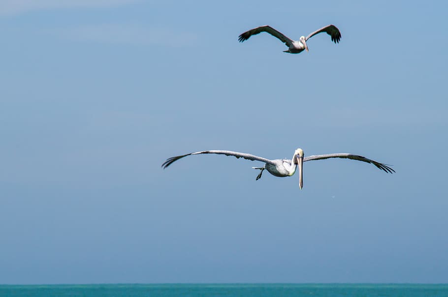 united states, holmes beach, anna maria island, prowling, pellican, HD wallpaper