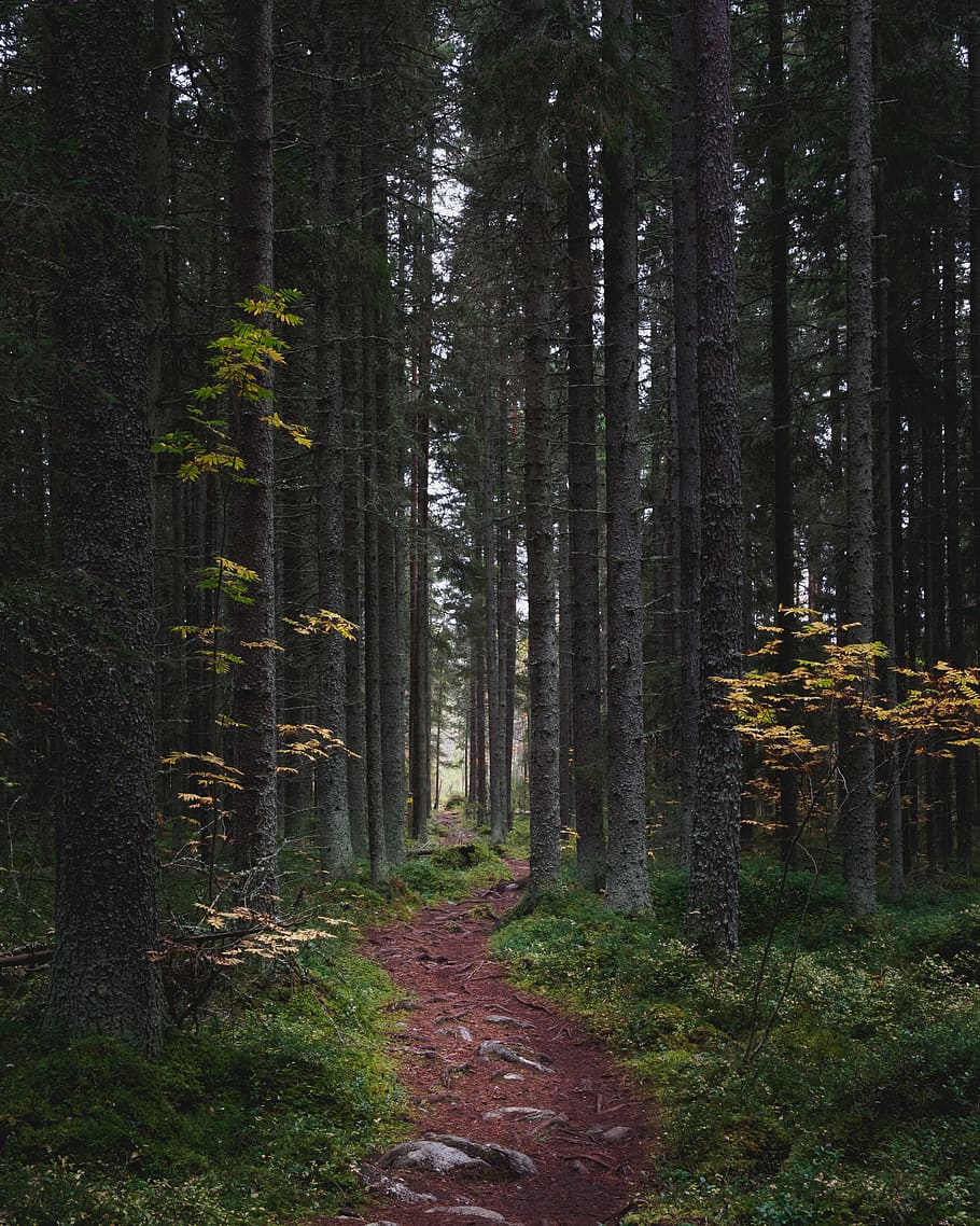 dirt road between pine trees, forest, plant, land, tree trunk HD wallpaper