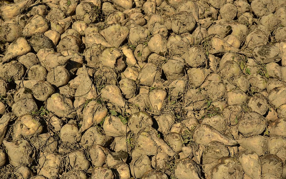 sugar beet, vegetables, turnip, root vegetables, commodity HD wallpaper