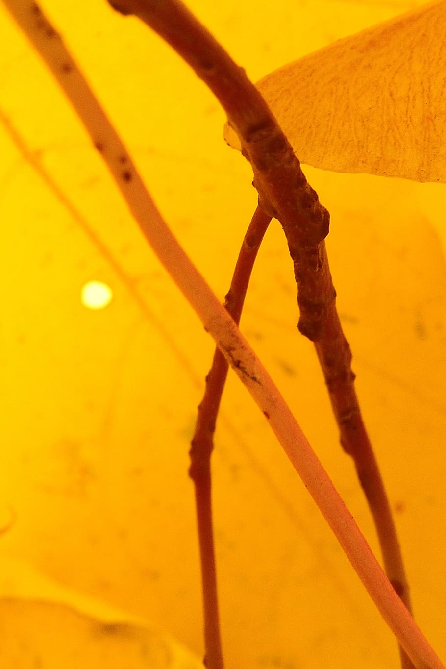 czechia, choceradská, yellow, no people, close-up, focus on foreground HD wallpaper