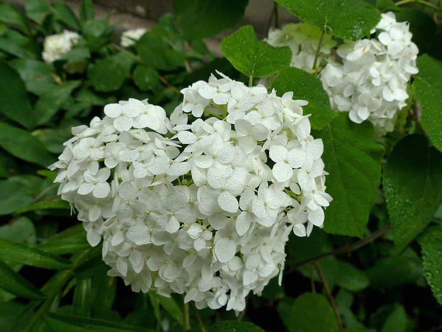 hydrangea, flower, heart, inflorescence, summer, decorative HD wallpaper