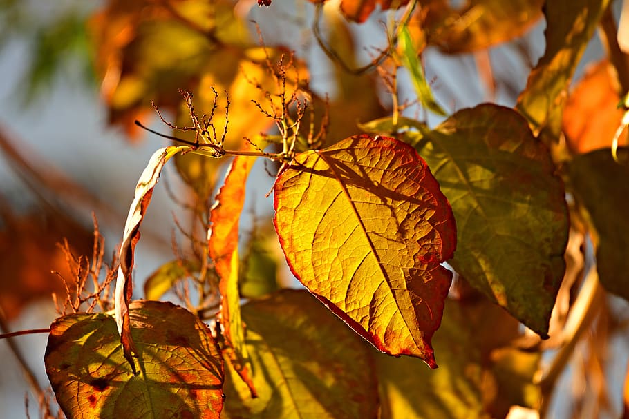 autumn leaf, foliage, branch, tree, colorful, seasonal, october HD wallpaper