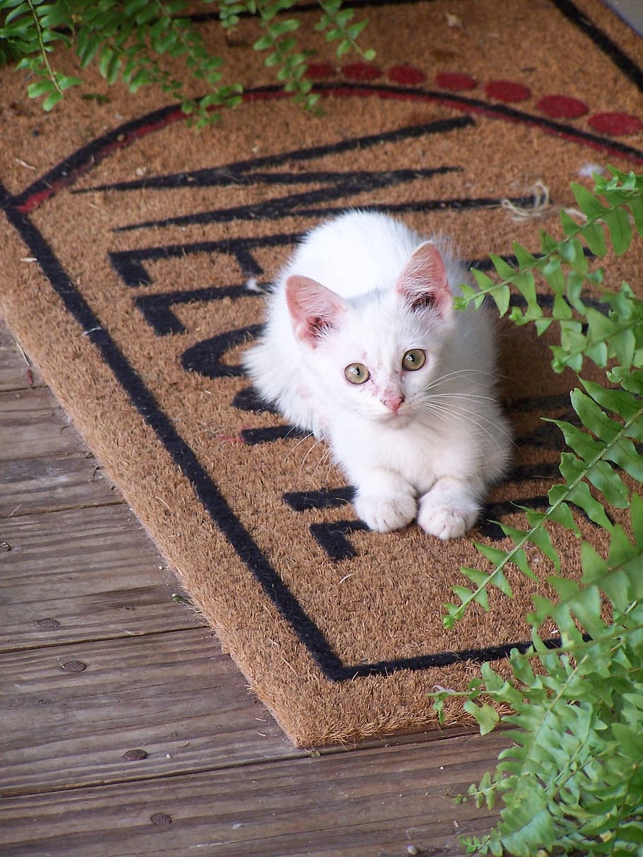 kitty, white, pet, cat, animal, loyal, friend, domestic, domestic cat HD wallpaper