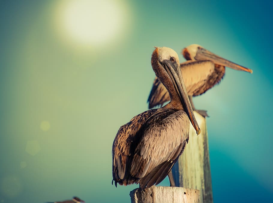 pelicans, water bird, high noon, sun, bright, glare, flare, HD wallpaper