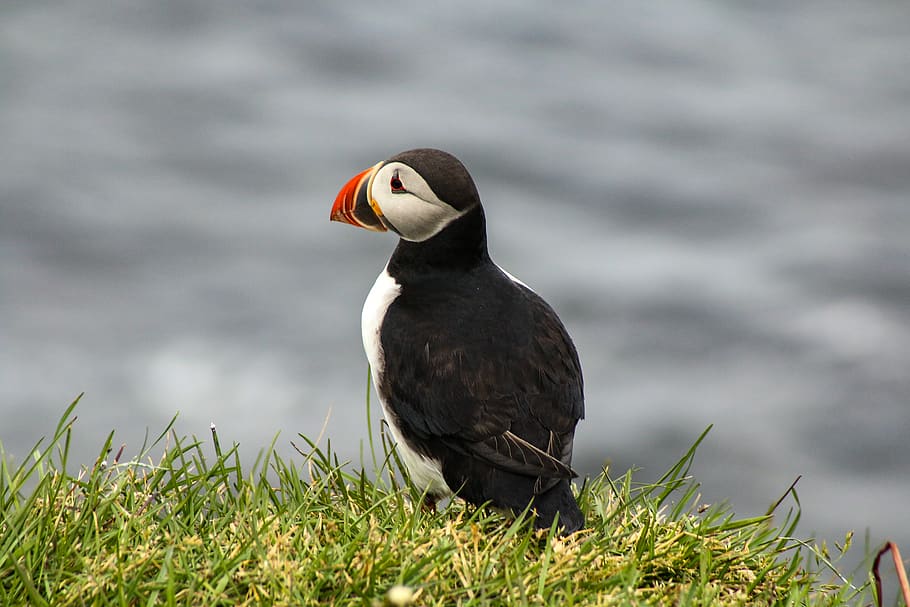 selective-focus photography of bird, animal, iceland, puffin, HD wallpaper