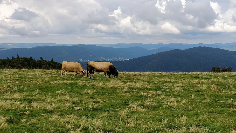 field, mountain, cows, alsace, browse, cloud, nature, rural HD wallpaper