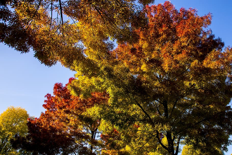 autumn, trees, colors, forest, landscape, nature, leaves, plant HD wallpaper