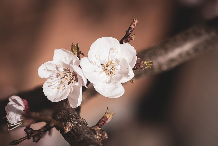 Apricot blossom 1080P, 2K, 4K, 5K HD wallpapers free download ...