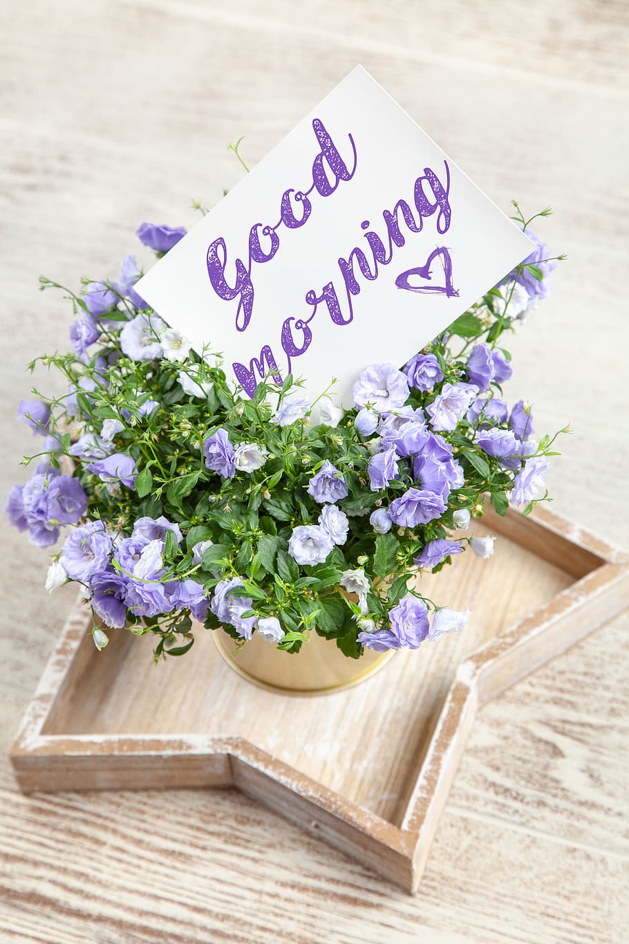 Purple-petaled Flower, bloom, blooming, blossom, bright, card HD wallpaper