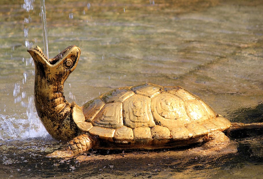 fountain, turtle, gold, water, statue, peterhof, st petersburg HD wallpaper