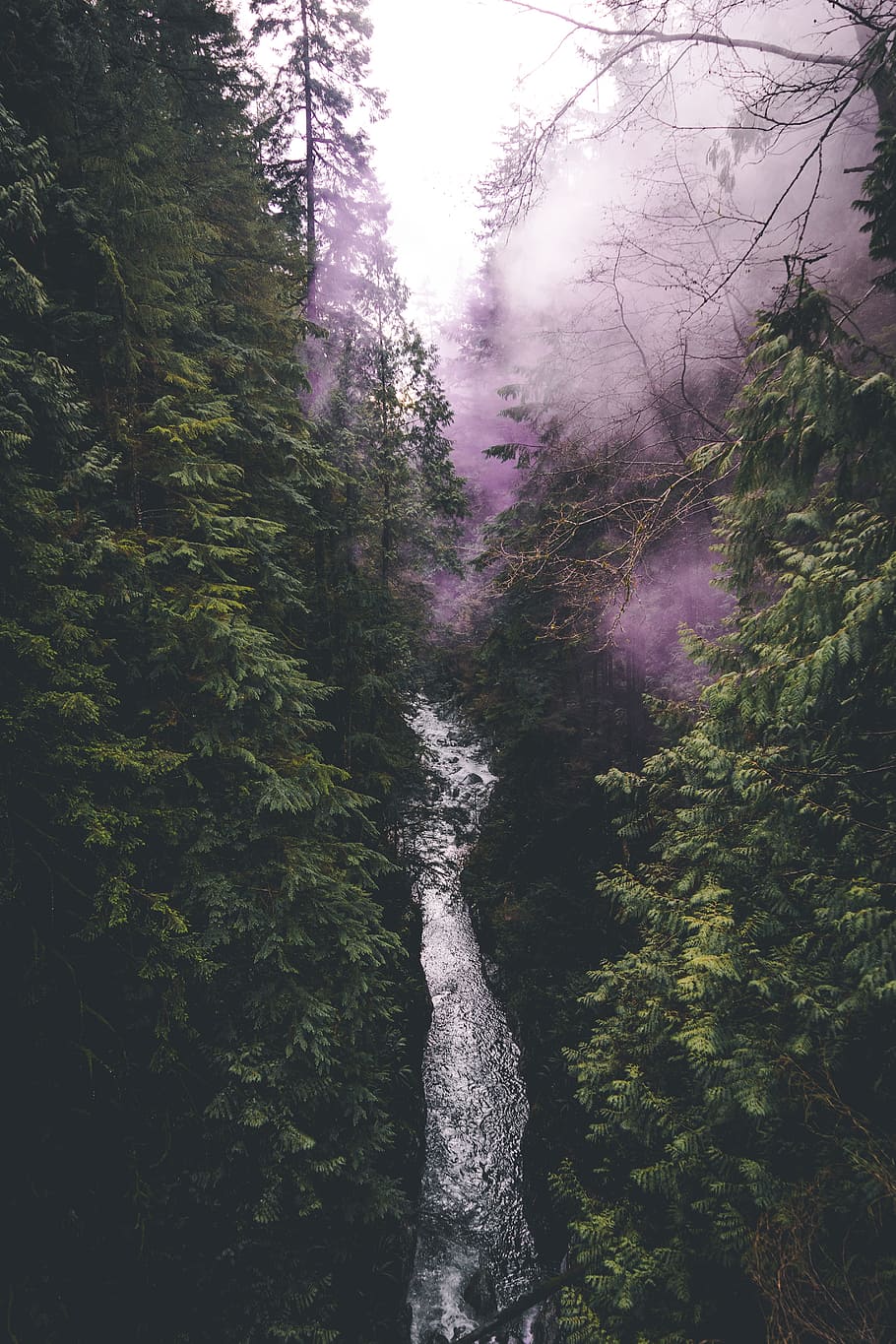 23 Foggy Forest Wallpapers  Wallpaperboat