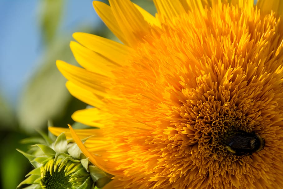 sunflower, macro, nature, nikon, yellow, hd background, hd wallpaper HD wallpaper