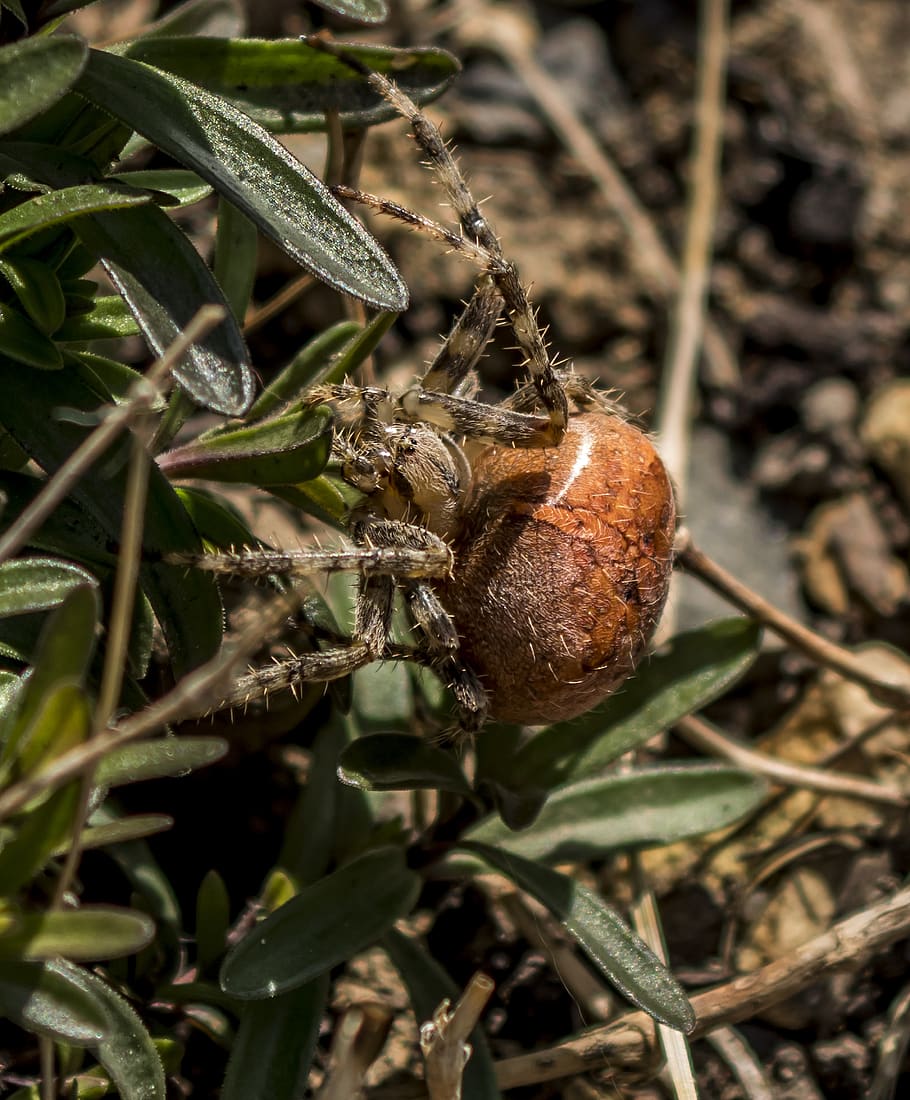spider, araneus, close up, insect, hairy, nature, close-up HD wallpaper