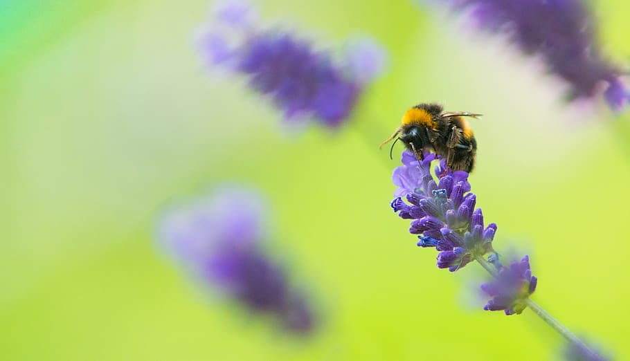 flower, flowering plant, insect, invertebrate, animal wildlife HD wallpaper
