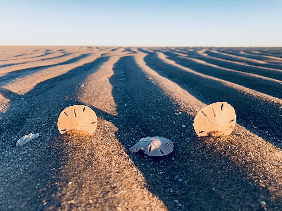 Three Sand Dollars on Sand, blue sky, clouds, desert, dry, field HD wallpaper