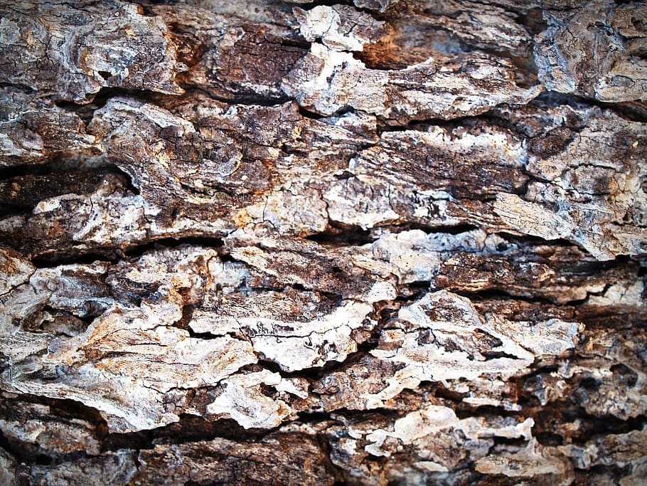 Brown Tree Bark, aging, detail, dry, plant, surface, texture HD wallpaper